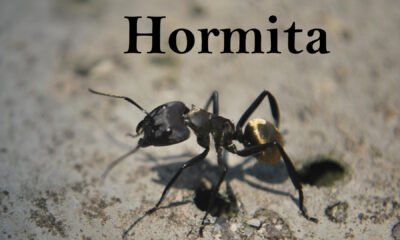 Hormita: Making Big Waves in Environmental Conservation