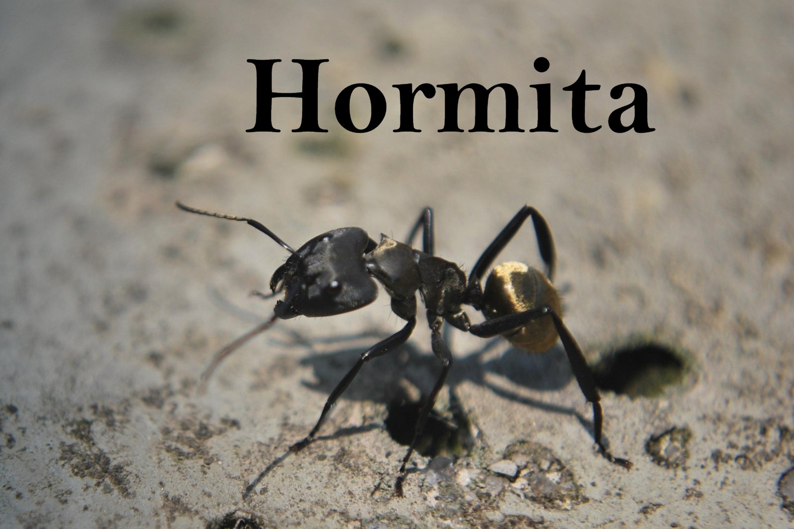 Hormita: Making Big Waves in Environmental Conservation